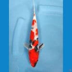 showa 24 cm