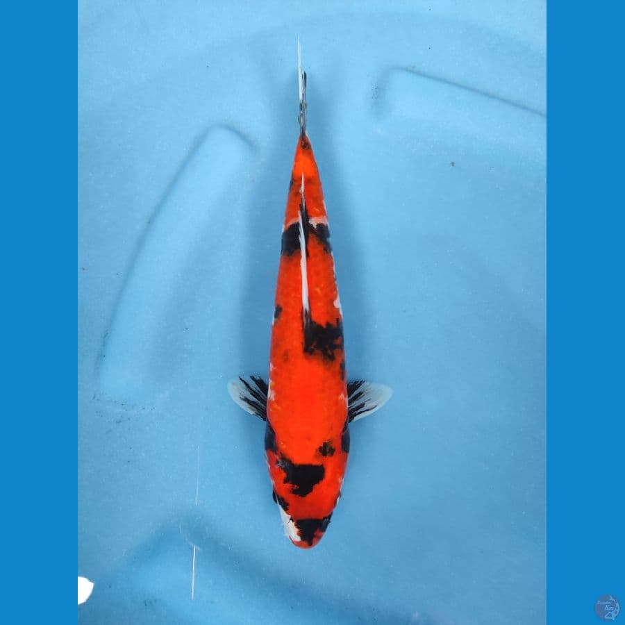 hi showa 24 cm