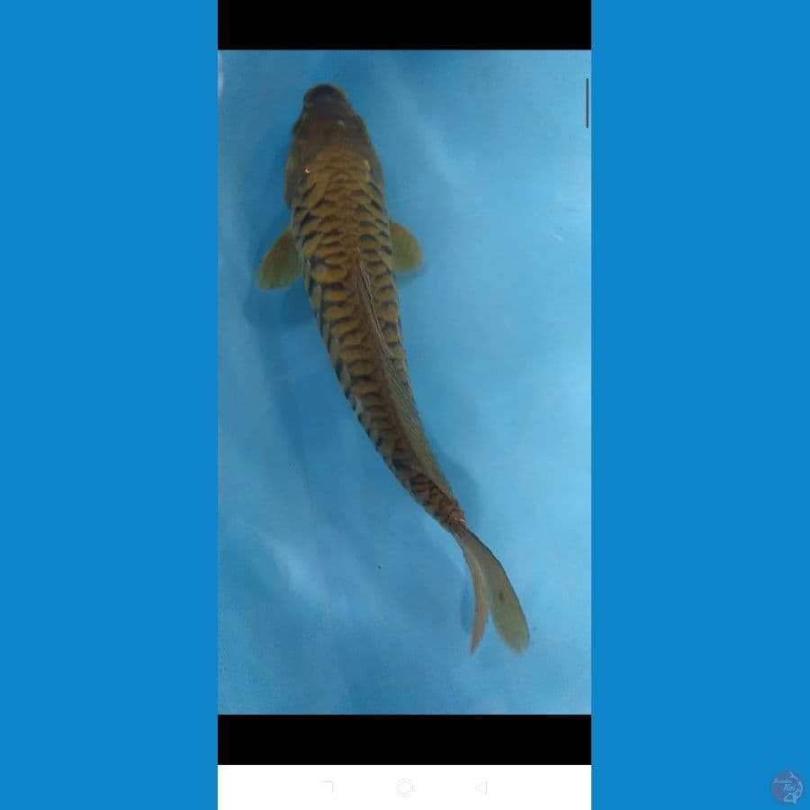 midori aragoke sisik naga 36cm