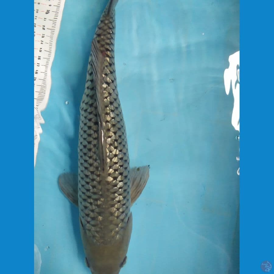 soragoi ginrin 40cm