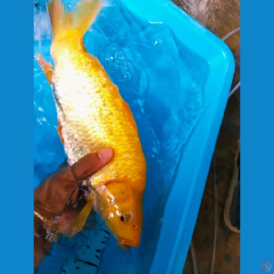 karasi punuk 32cm mm