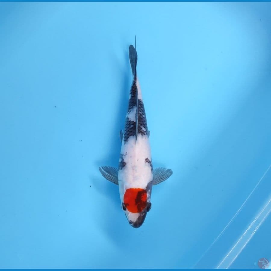 TANCHO SHOWA 28CM - FEEMALE