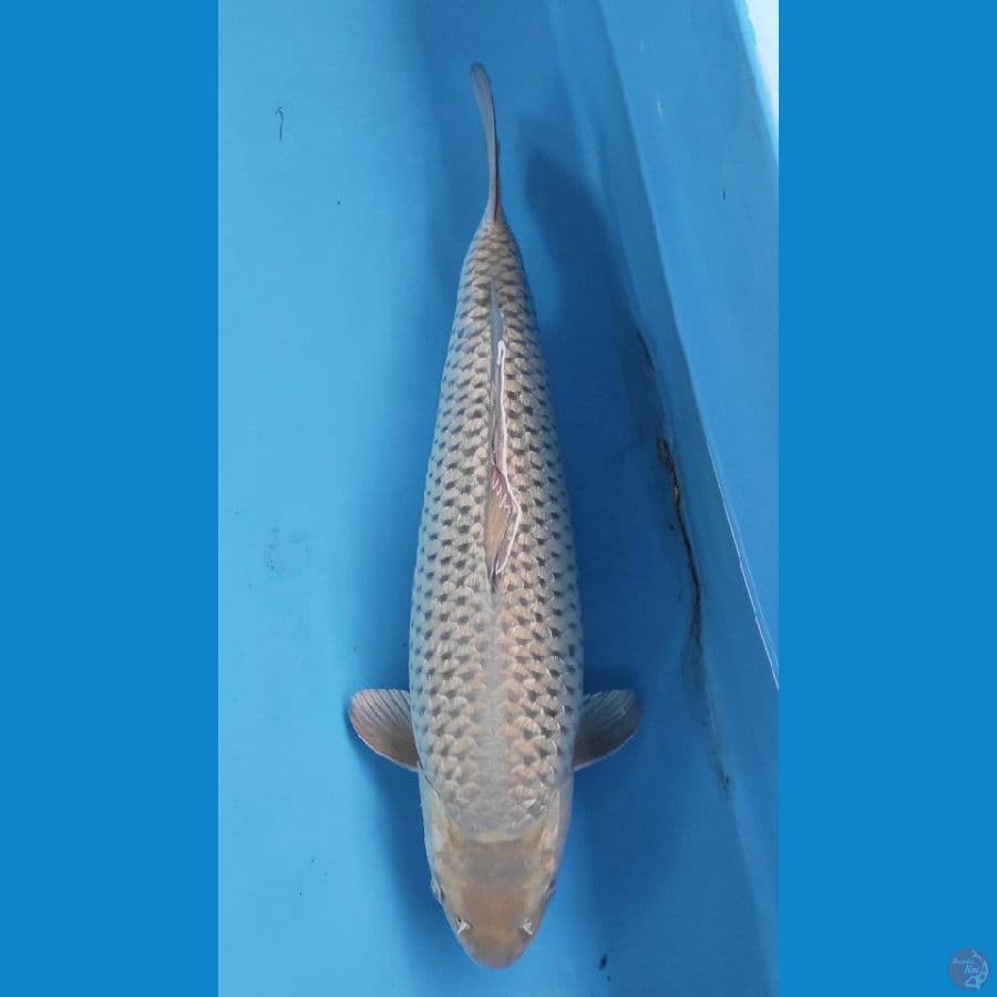 SORAGOI BULKY 50CM MALE