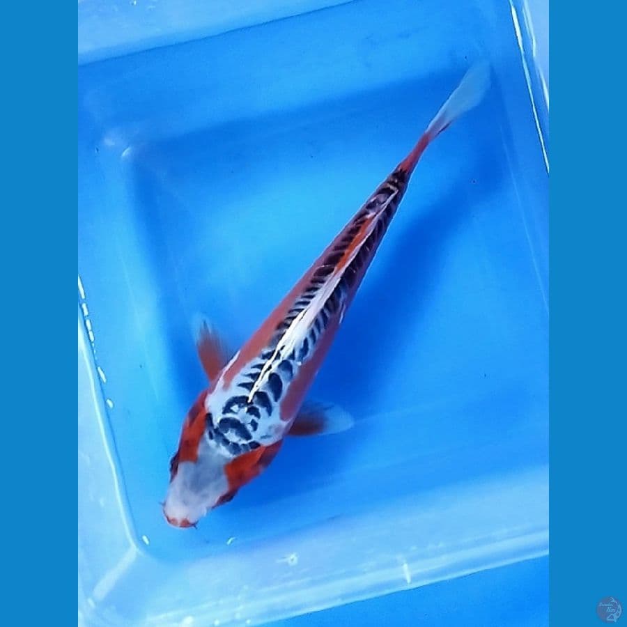 HQ Hana Shusui 20CM Male