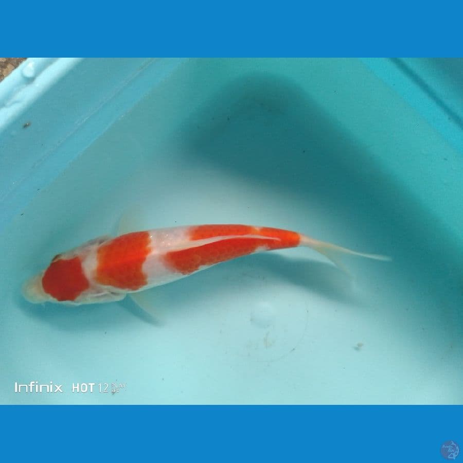 kohaku 18cm