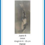 Shiro Ginrin Juara 5 karawang 