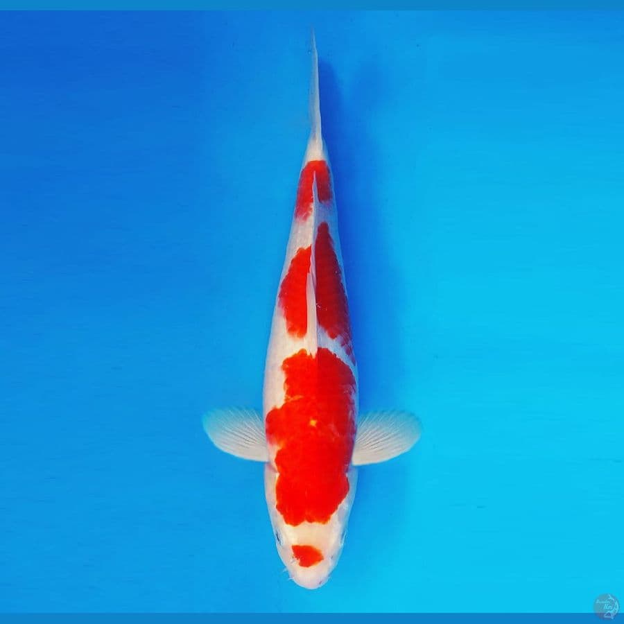 AKIRA 8 - Kohaku 37 cm/fm ®