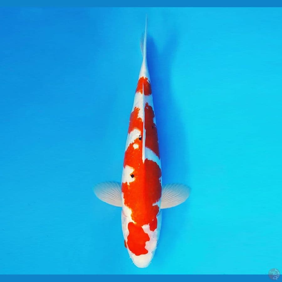 AKIRA 11 - Sanke 33 cm/fm ®