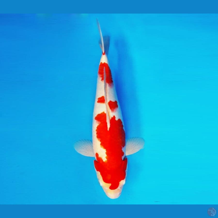KIRIN 15 - Kohaku 37 cm/fm ®