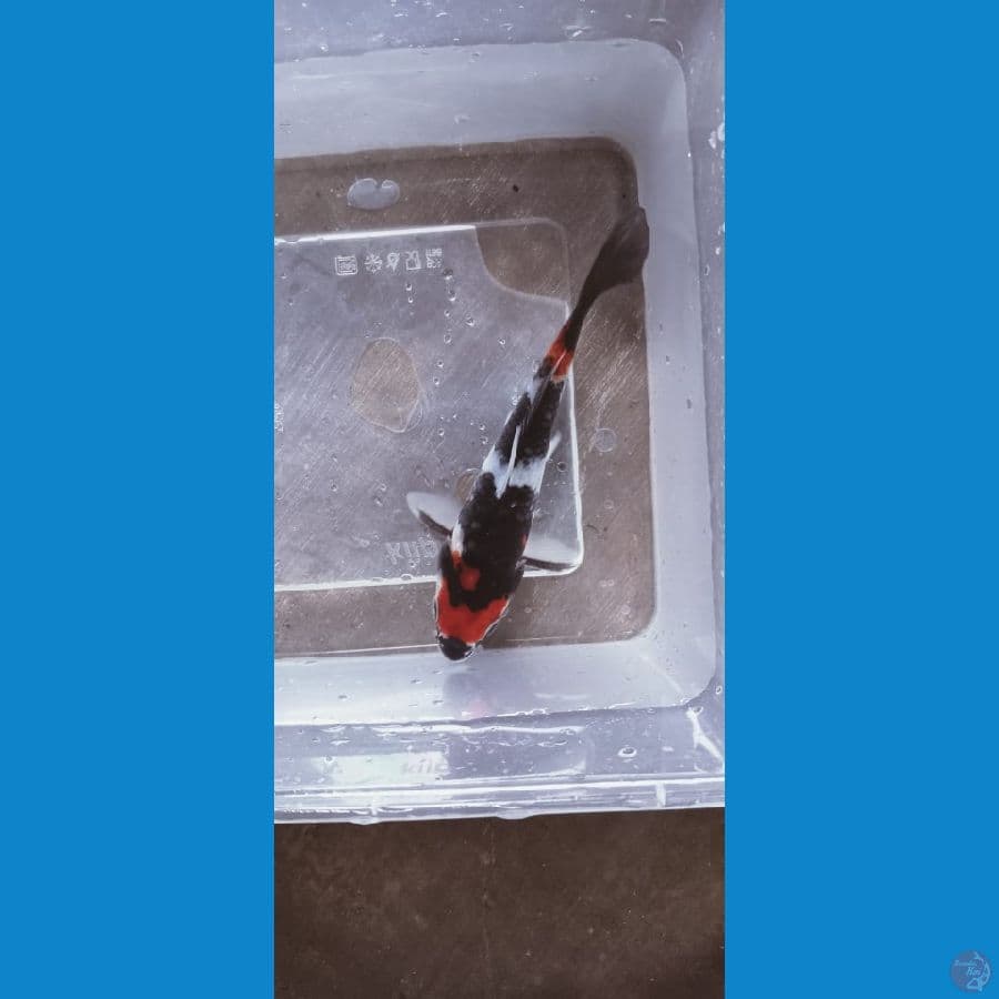 MARUTEN SHOWA 14CM