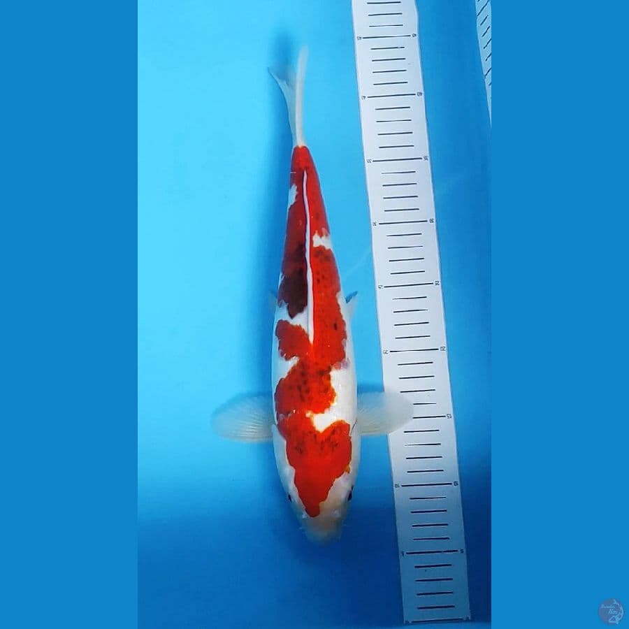 INAZUMA AI GOROMO 37CM