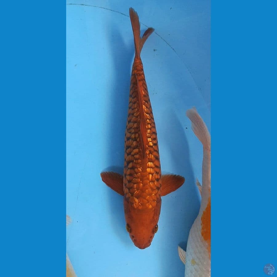CHAGOI GINRIN ARAGOKE ASLI TEMBAGA 30CM