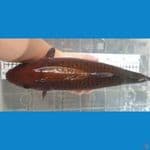 44 cm, chagoi joss