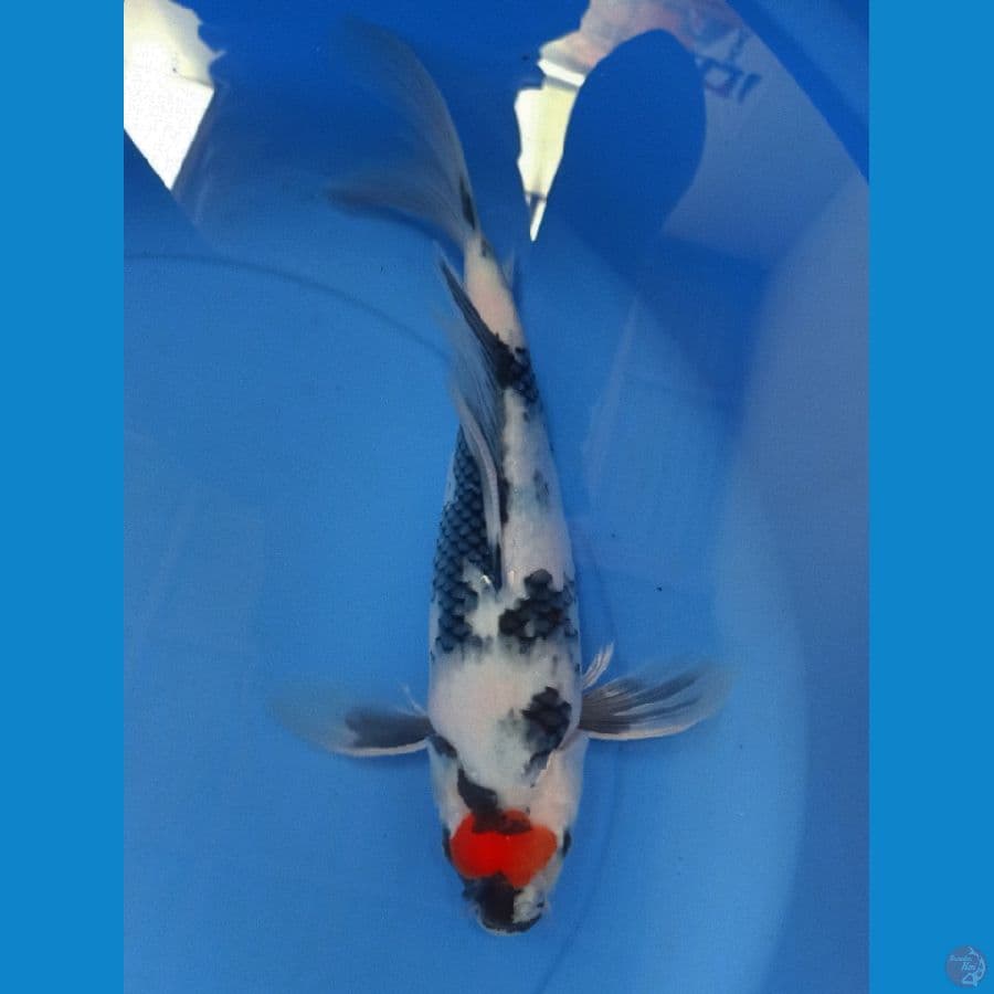 TANCHO SHOWA 33CM
