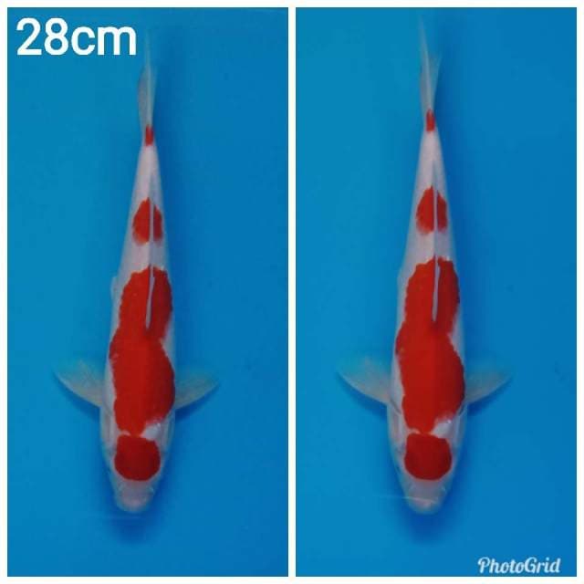 Minimalis kohaku 