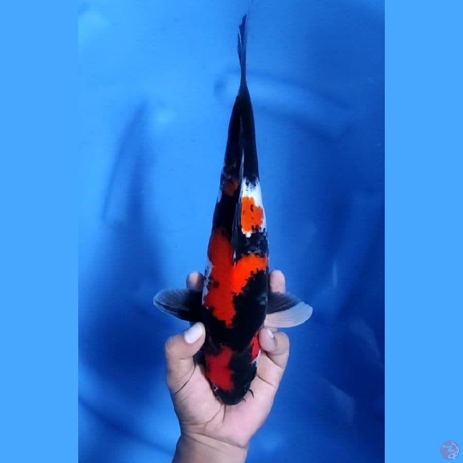 32CM # SHOWA MANTAP - M