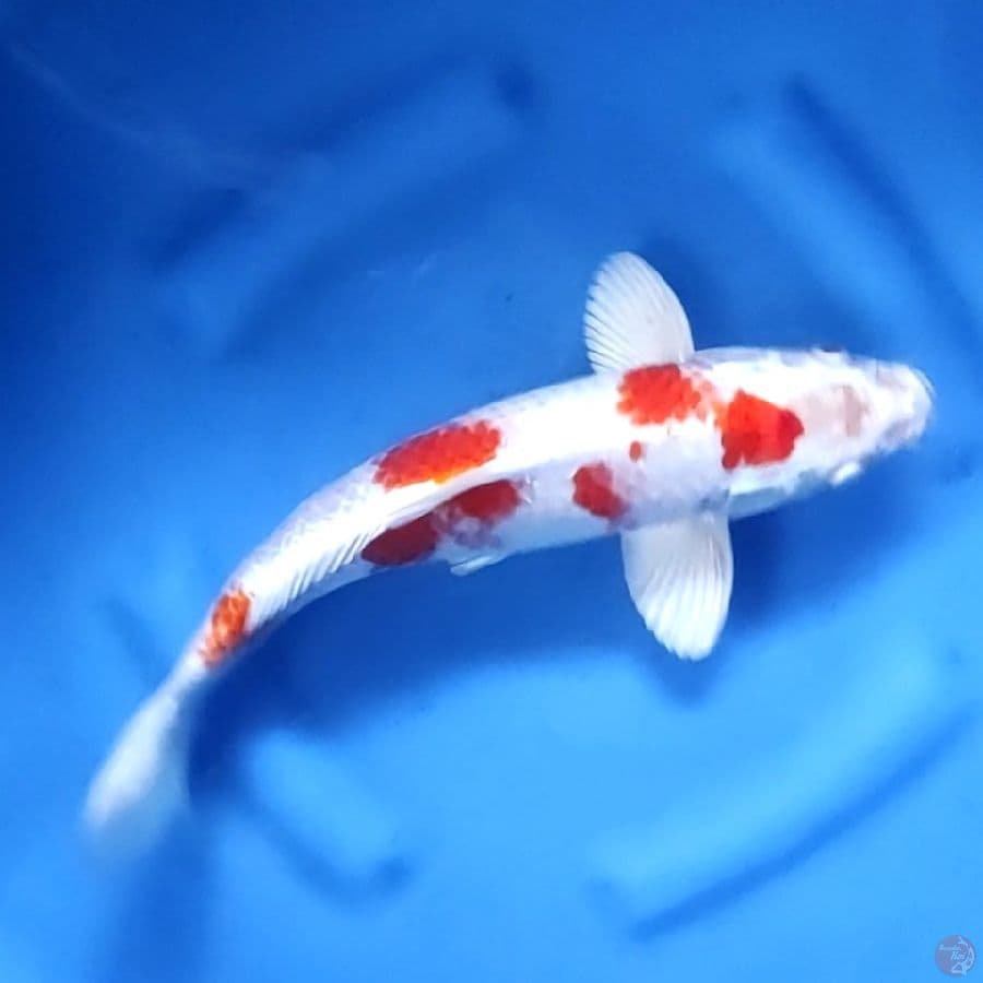 35CM # KOHAKU HIKARI - M