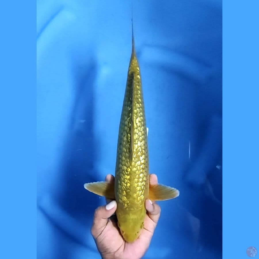 36CM # MIDORI GINRIN - M