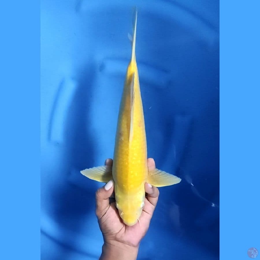 35CM # KARASHI - M