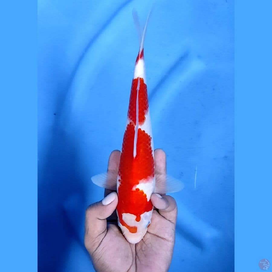 26CM # KOHAKU POLA KEPALA UNIK - F