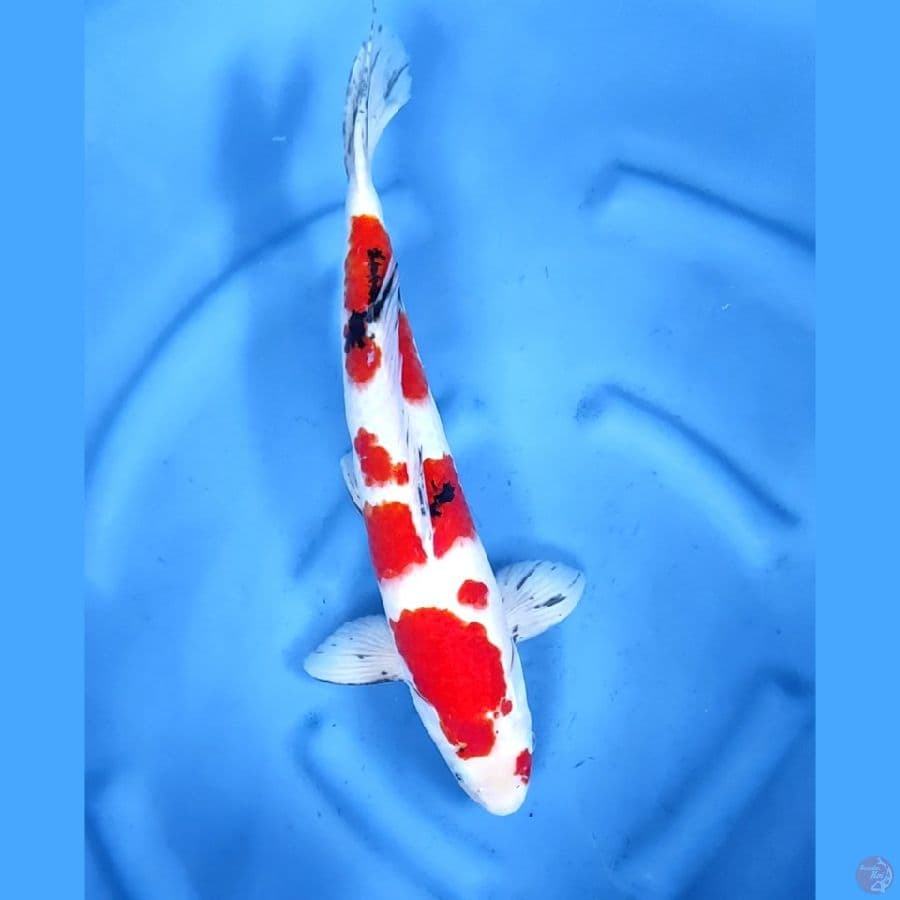 47CM # TAISHO SHANSOKU - M
