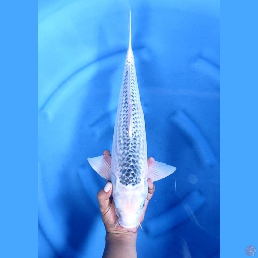 47CM # JUMBO ASAGI - M