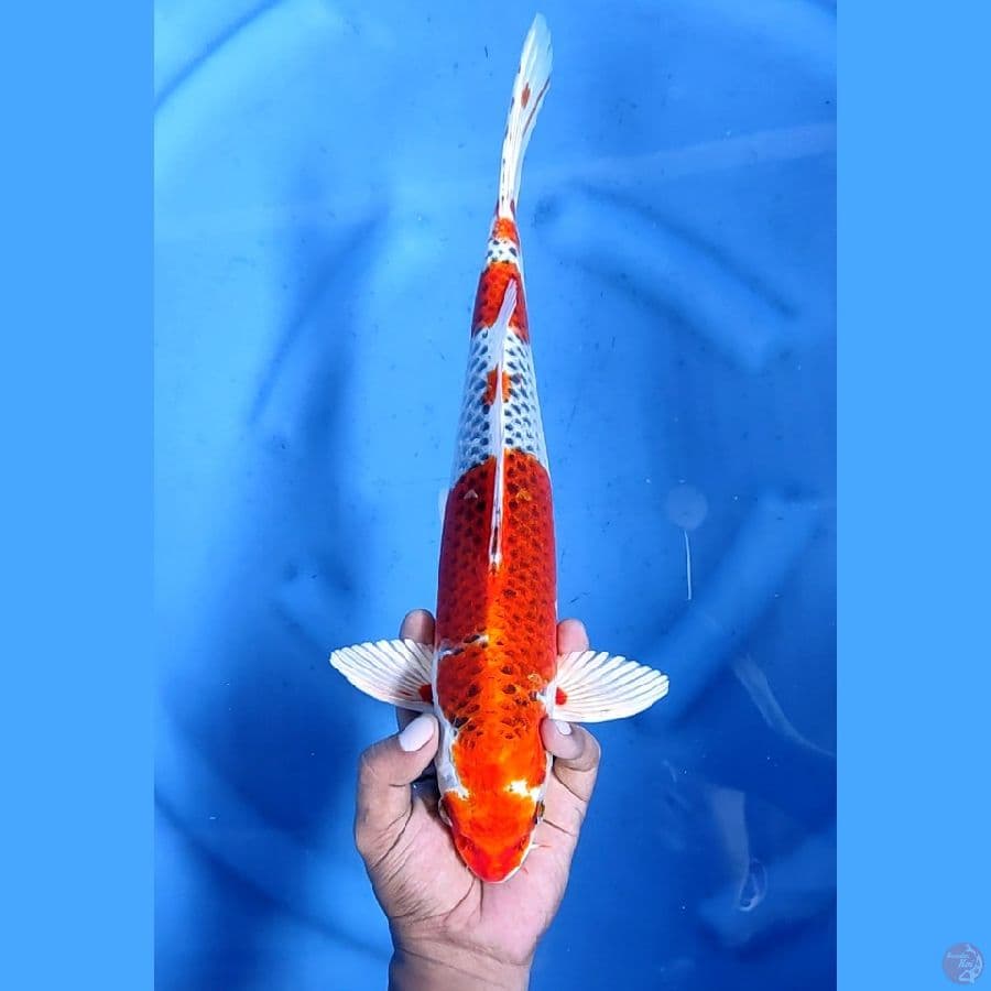 37CM # KUJAKU - M