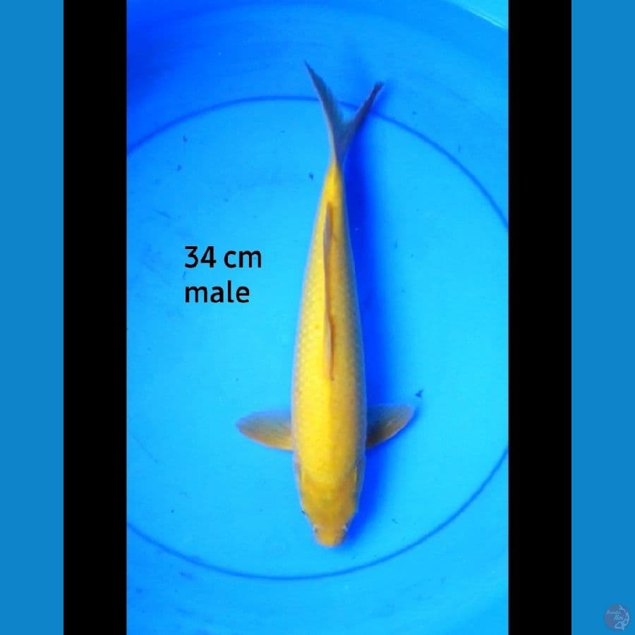 Karashi punuk male 34 cm