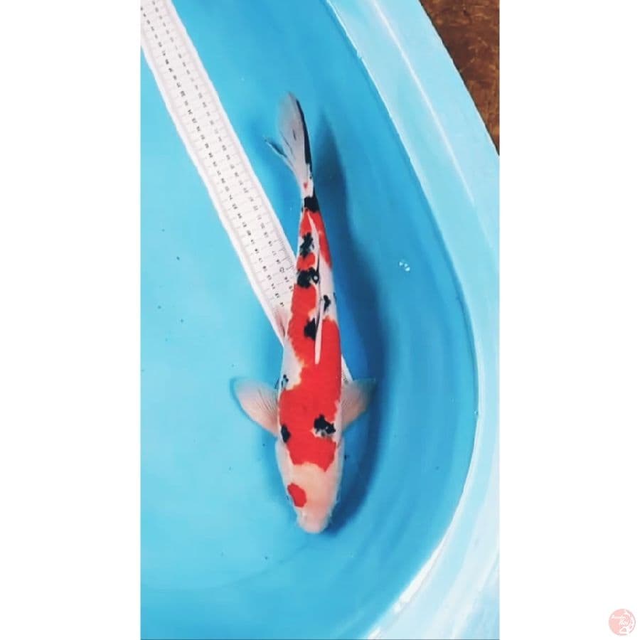 sanke 39cm
