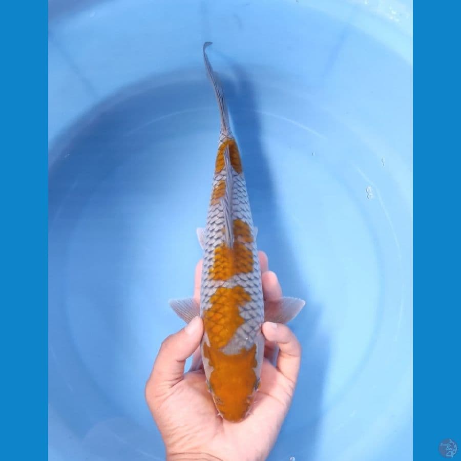 OCHIBA 28 CM - FEEMALE 