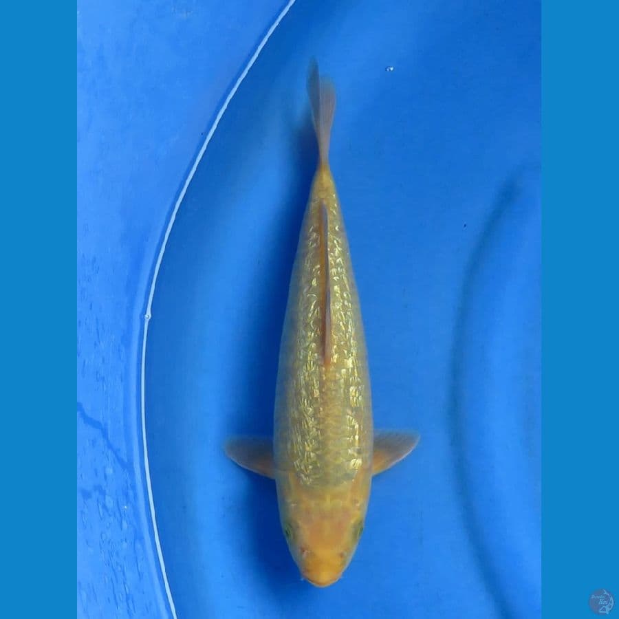 33cm karamel male ginrin