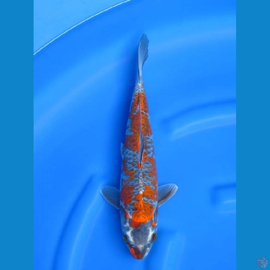 36cm kogane ochiba male 