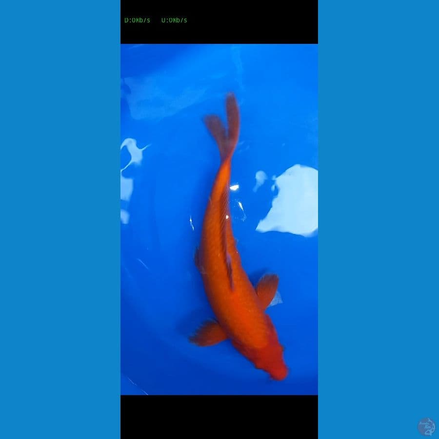 benigoi 40cm red