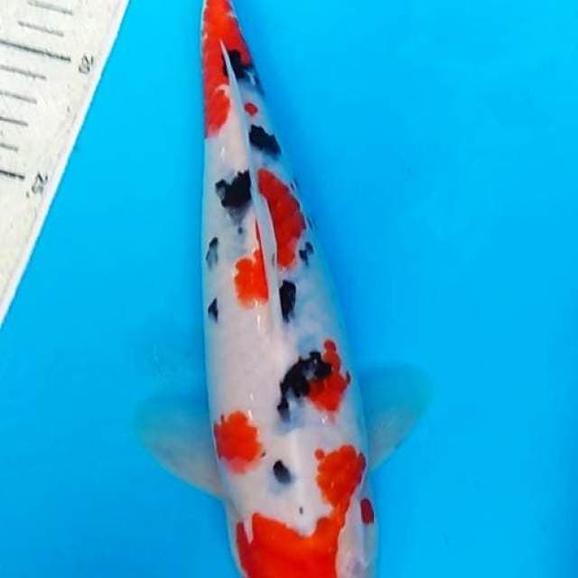 Sanke 30 cm