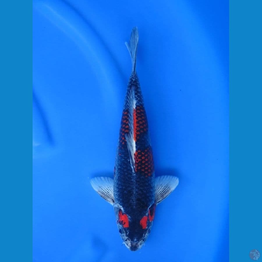 34cm Kuro Goshiki male 