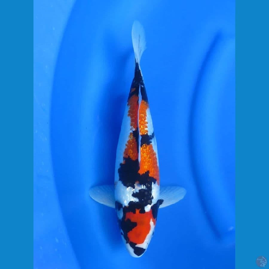 34cm  SQ Shogin 