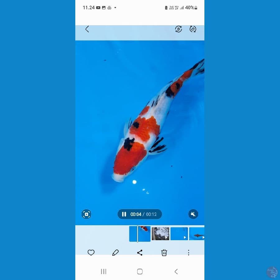 jual koi