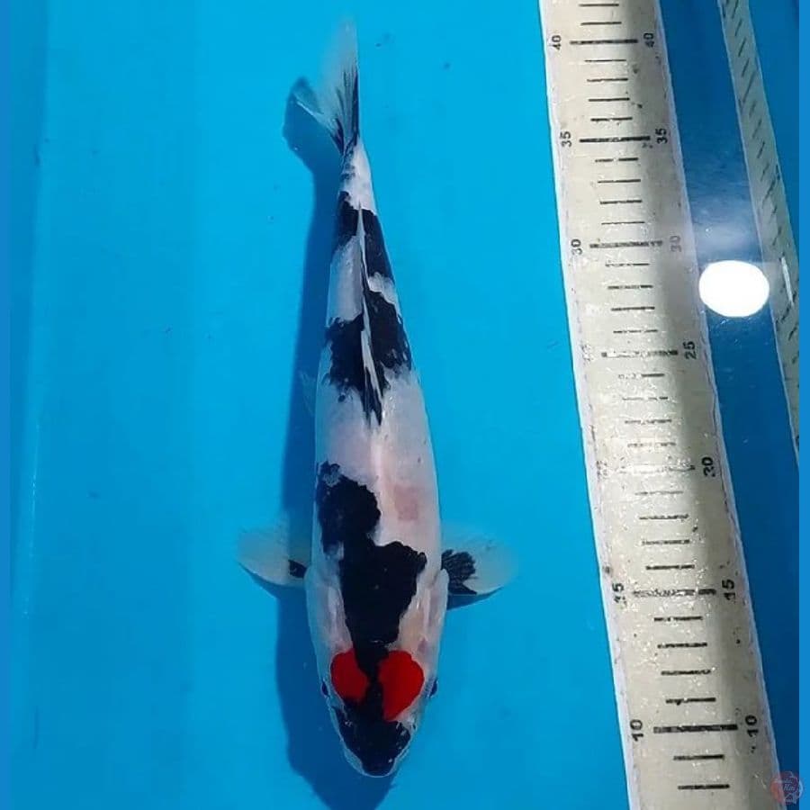 TANCHO SHOWA 30 CM