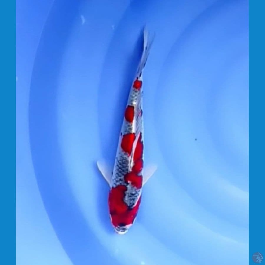 kuro goshiki