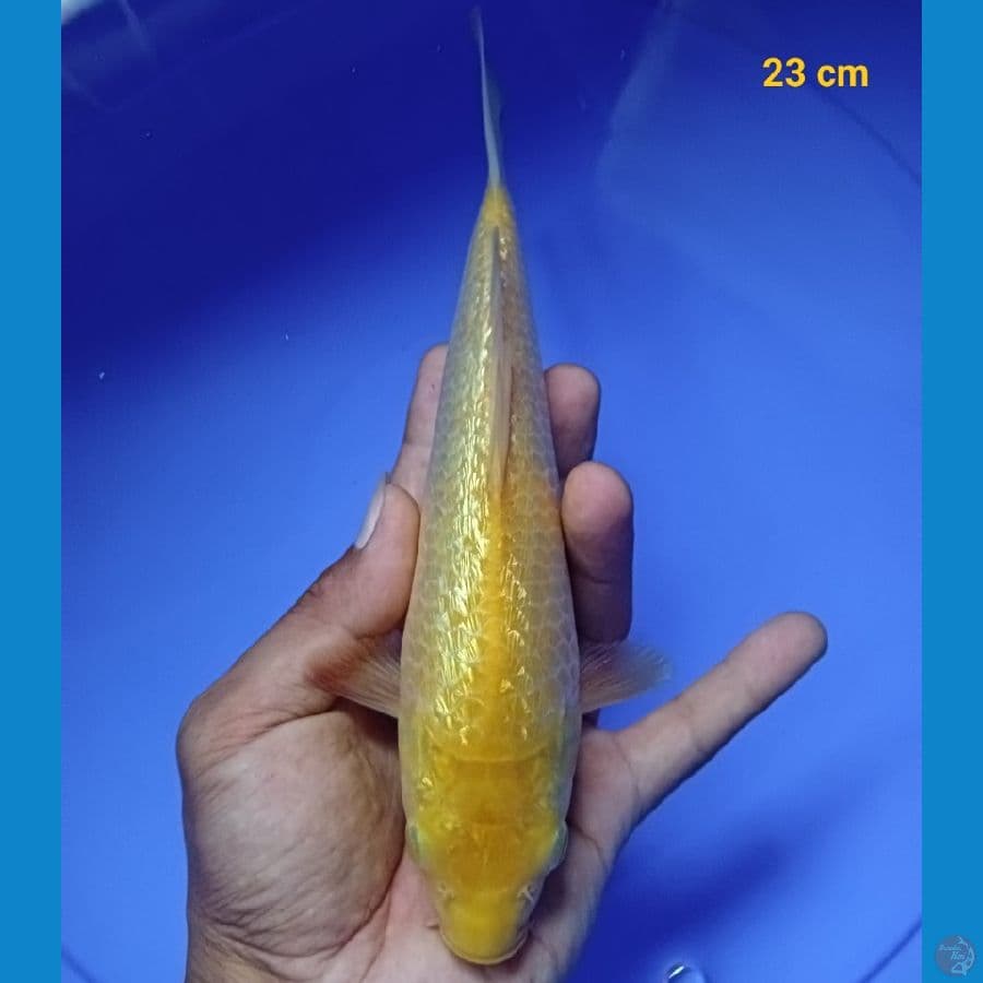 ginrin padat 23 cm