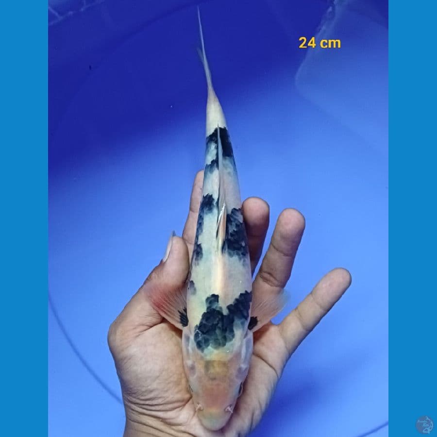 shiro 24 cm