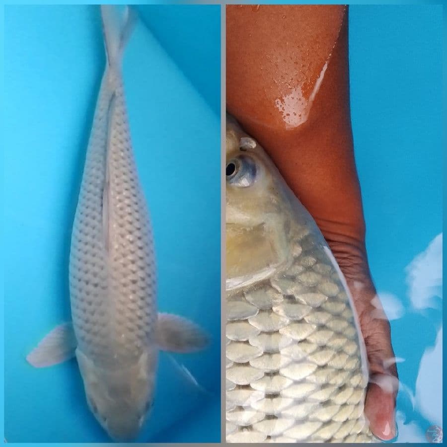 Soragoi 45cm (F)
