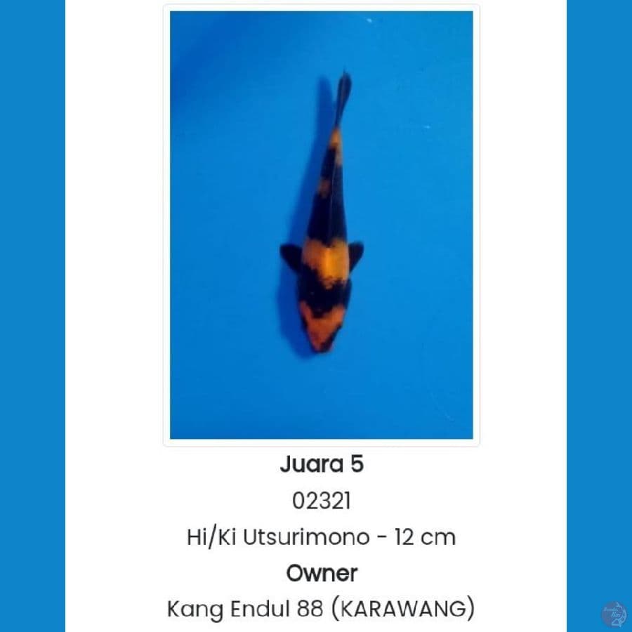 Hiutsuri SQ Juara 5 Karawang