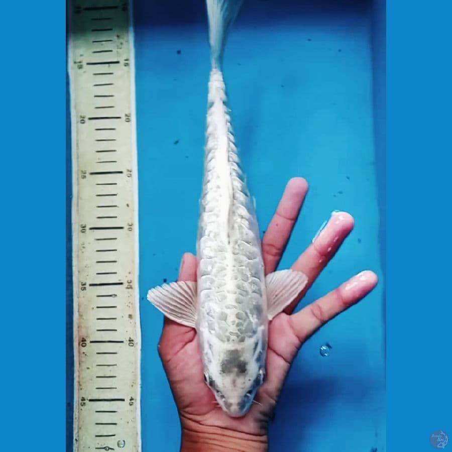 sisik naga aragoke 