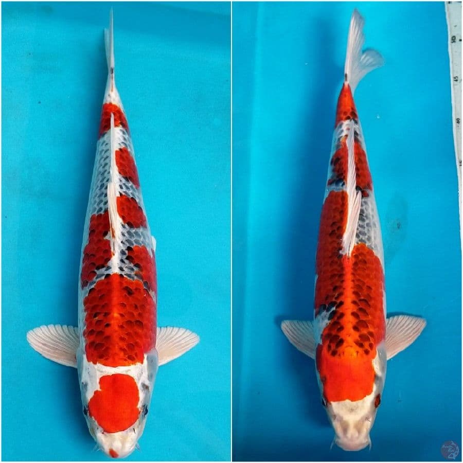 KUJAKU 40 - 43 CM ALL MALE
