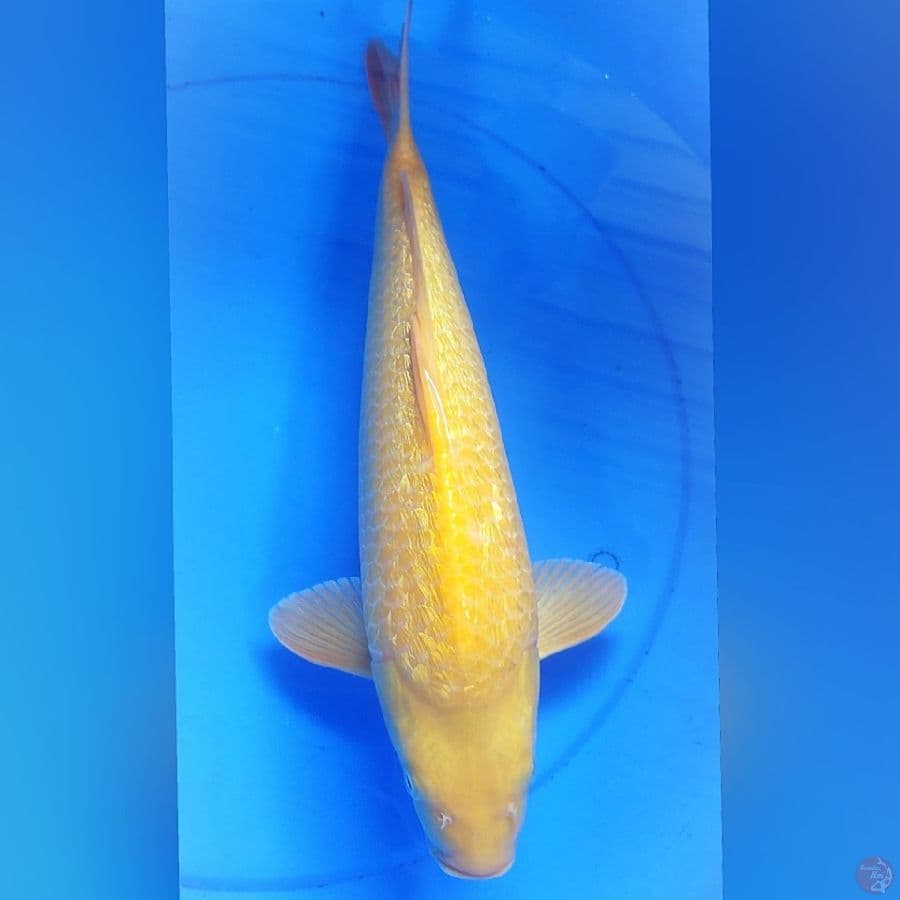 KARASI GINDRIN PUNUK JUMBO 42CM