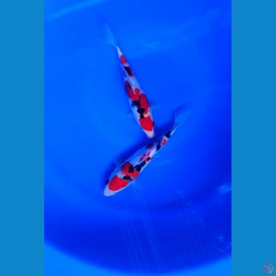 SUPER SANKE 2EKOR 20CM