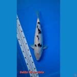 Bekko 38 cm Male, body joss putih