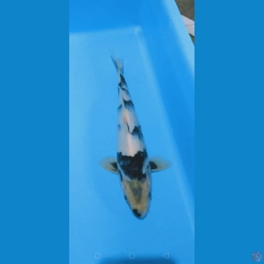 MKC KOI GRUB