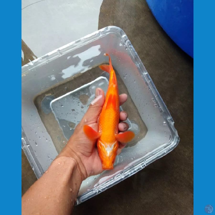 MKC KOI GRUB